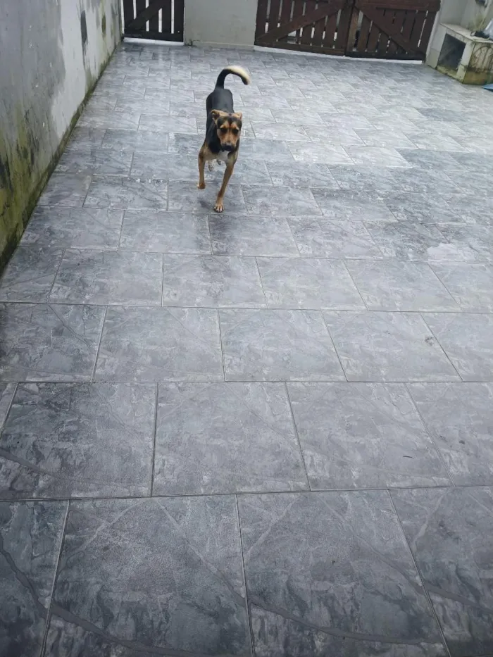 Cachorro raça SRD-ViraLata idade 1 ano nome Ted torini