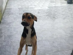 Cachorro raça SRD-ViraLata idade 1 ano nome Ted torini