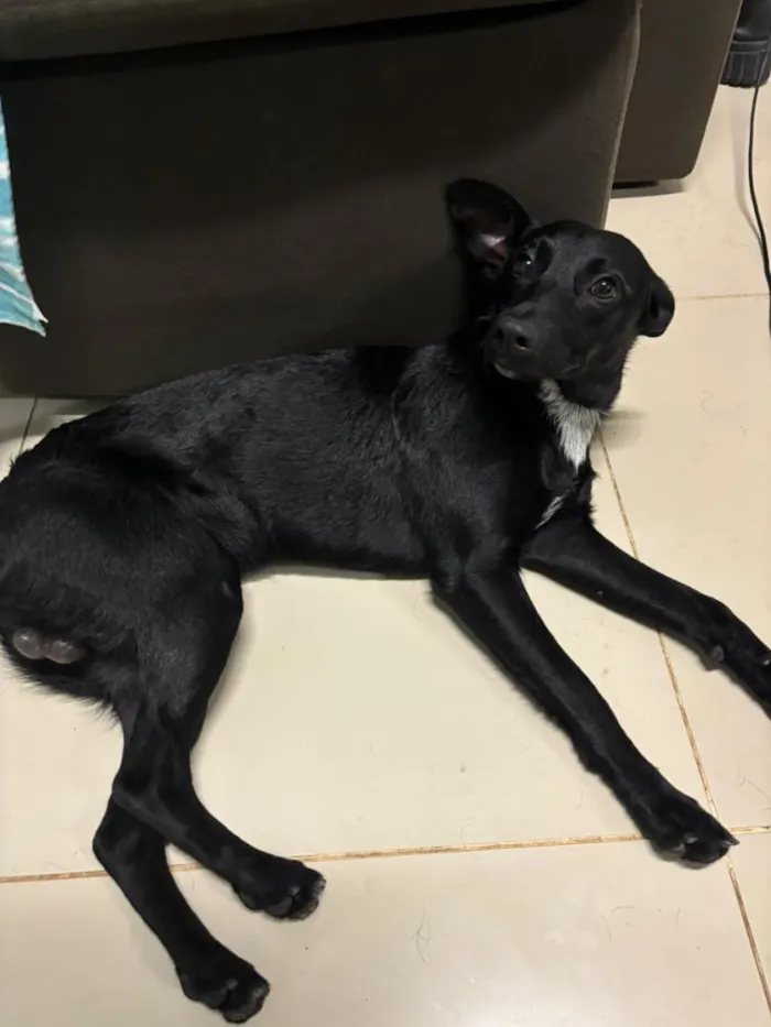 Cachorro raça SRD-ViraLata idade 2 anos nome chocolate 