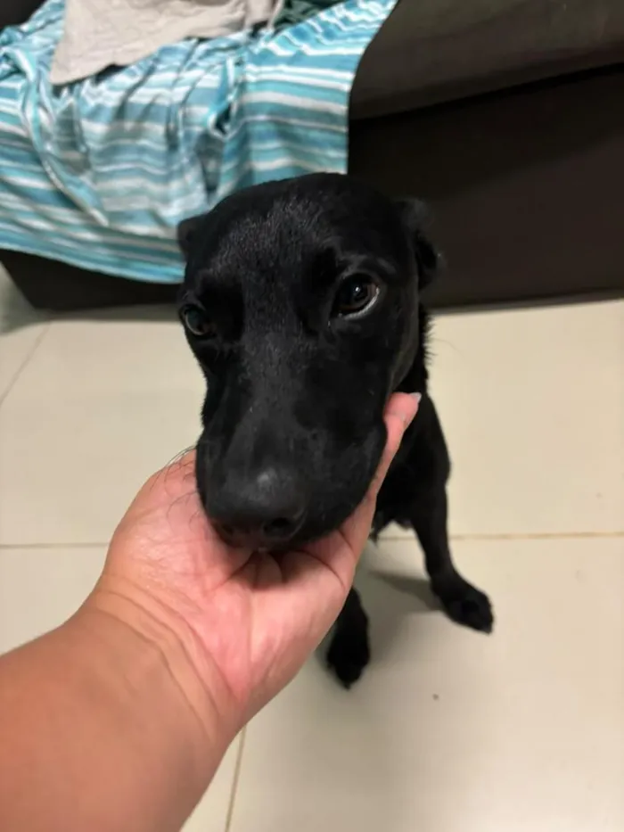 Cachorro raça SRD-ViraLata idade 2 anos nome chocolate 
