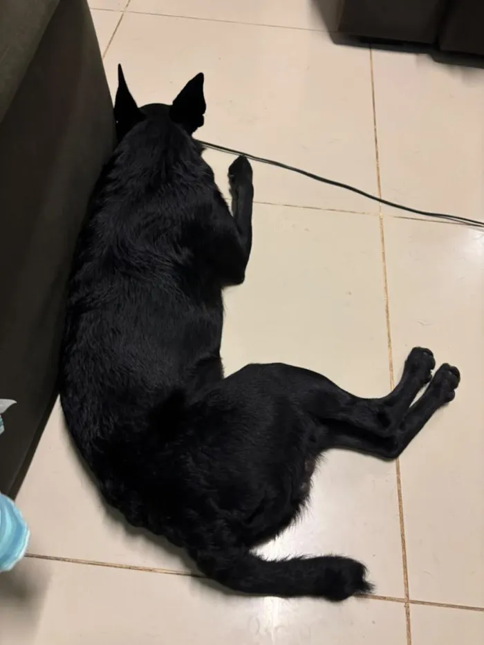 Cachorro raça SRD-ViraLata idade 2 anos nome chocolate 