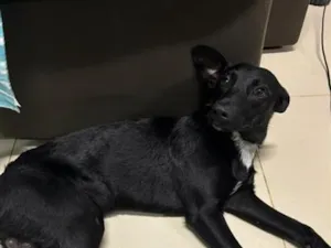 Cachorro raça SRD-ViraLata idade 2 anos nome chocolate 
