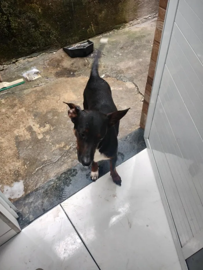 Cachorro raça SRD-ViraLata idade 1 ano nome Kiara