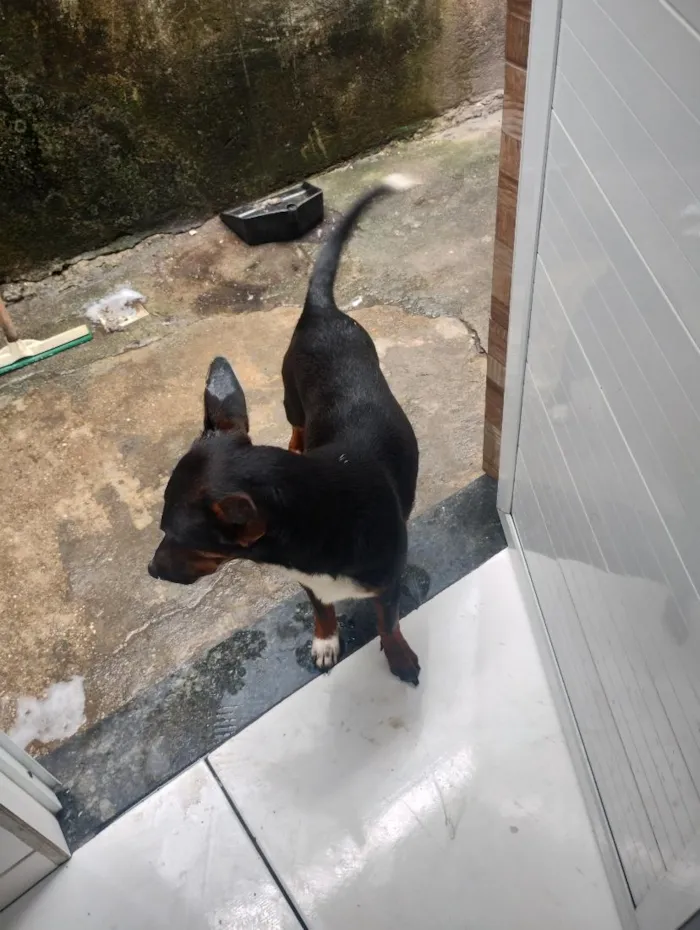 Cachorro raça SRD-ViraLata idade 1 ano nome Kiara
