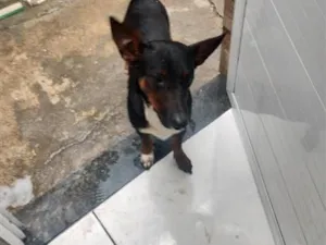 Cachorro raça SRD-ViraLata idade 1 ano nome Kiara