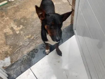 Cachorro raça SRD-ViraLata idade 1 ano nome Kiara