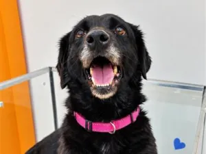 Cachorro raça SRD-ViraLata idade 5 anos nome Juju
