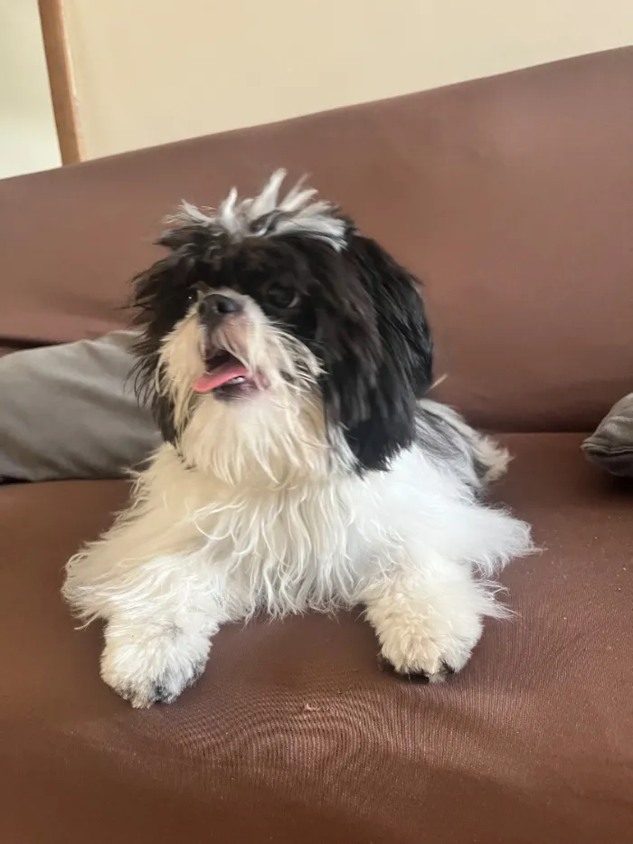 Cachorro raça Shitzu idade 7 a 11 meses nome Nick 