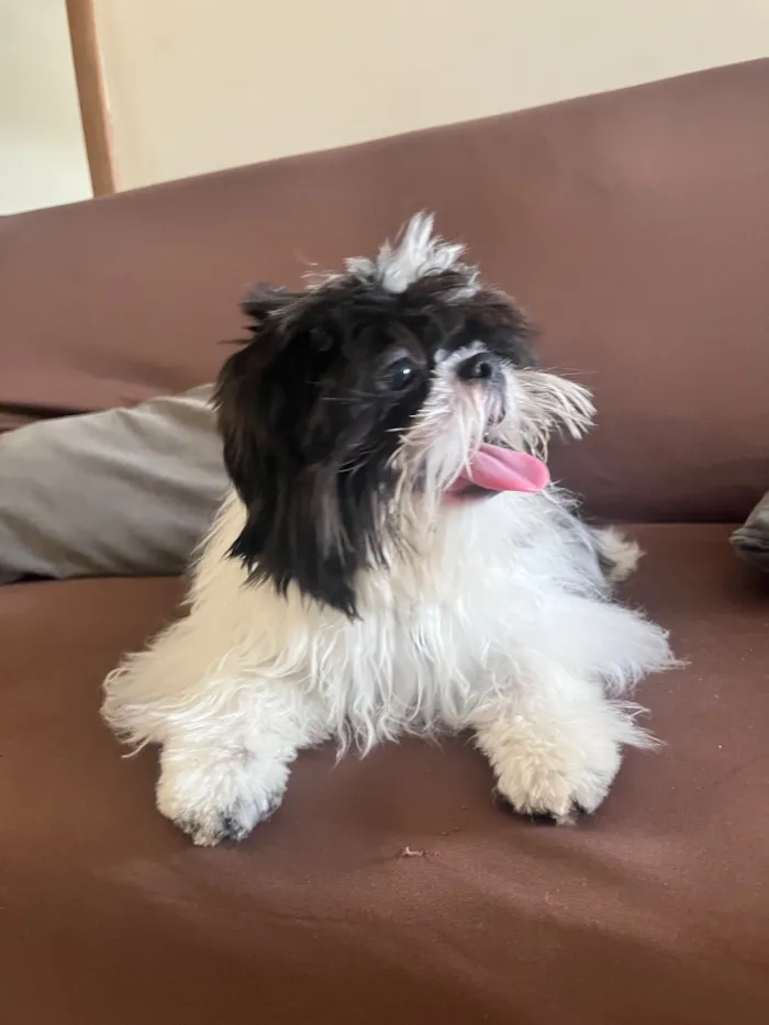 Cachorro raça Shitzu idade 7 a 11 meses nome Nick 
