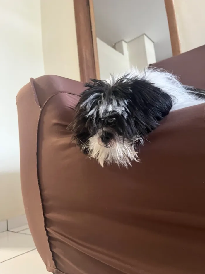 Cachorro raça Shitzu idade 7 a 11 meses nome Nick 