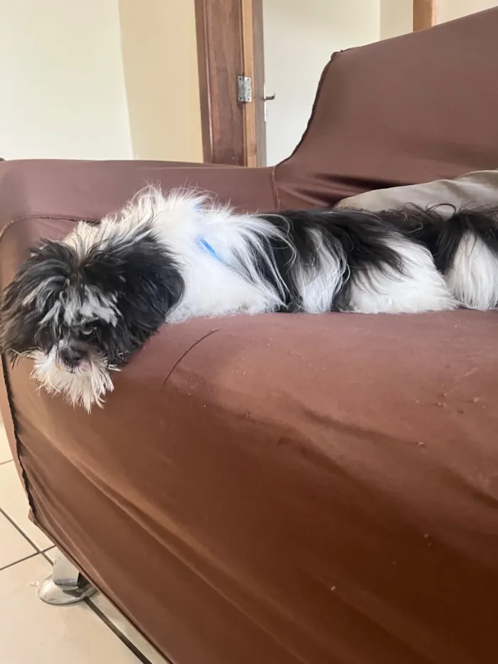 Cachorro raça Shitzu idade 7 a 11 meses nome Nick 