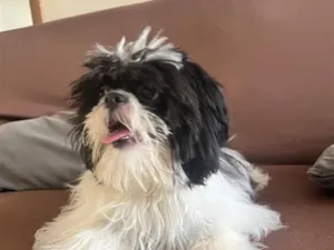 Cachorro raça Shitzu idade 7 a 11 meses nome Nick 