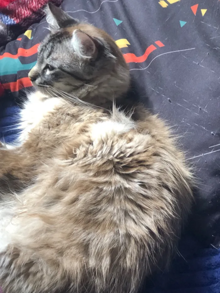 Gato raça SRD-ViraLata idade 2 anos nome 3 gatinhos castrados