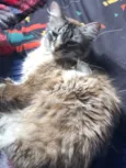 3 gatinhos castrados