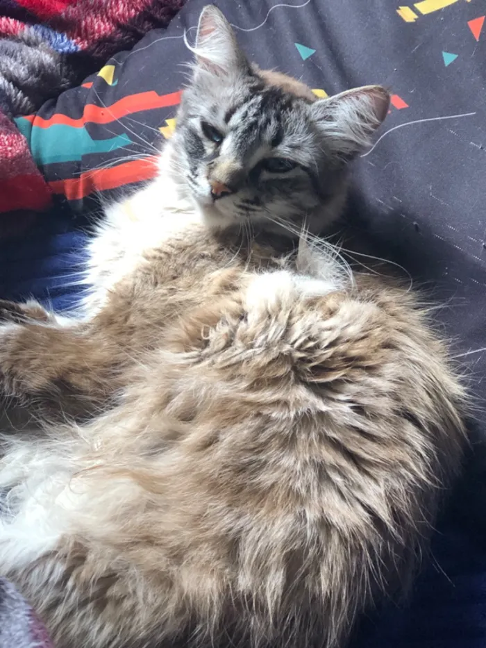 Gato raça SRD-ViraLata idade 2 anos nome 3 gatinhos castrados