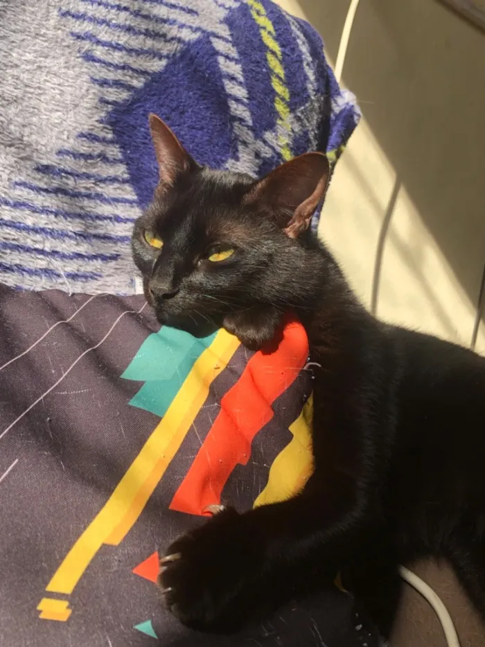 Gato raça SRD-ViraLata idade 2 anos nome 3 gatinhos castrados