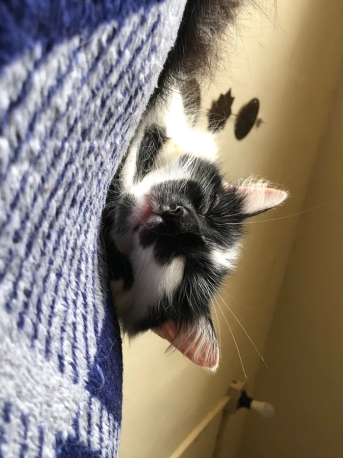 Gato raça SRD-ViraLata idade 2 anos nome 3 gatinhos castrados
