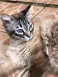 3 gatinhos castrados