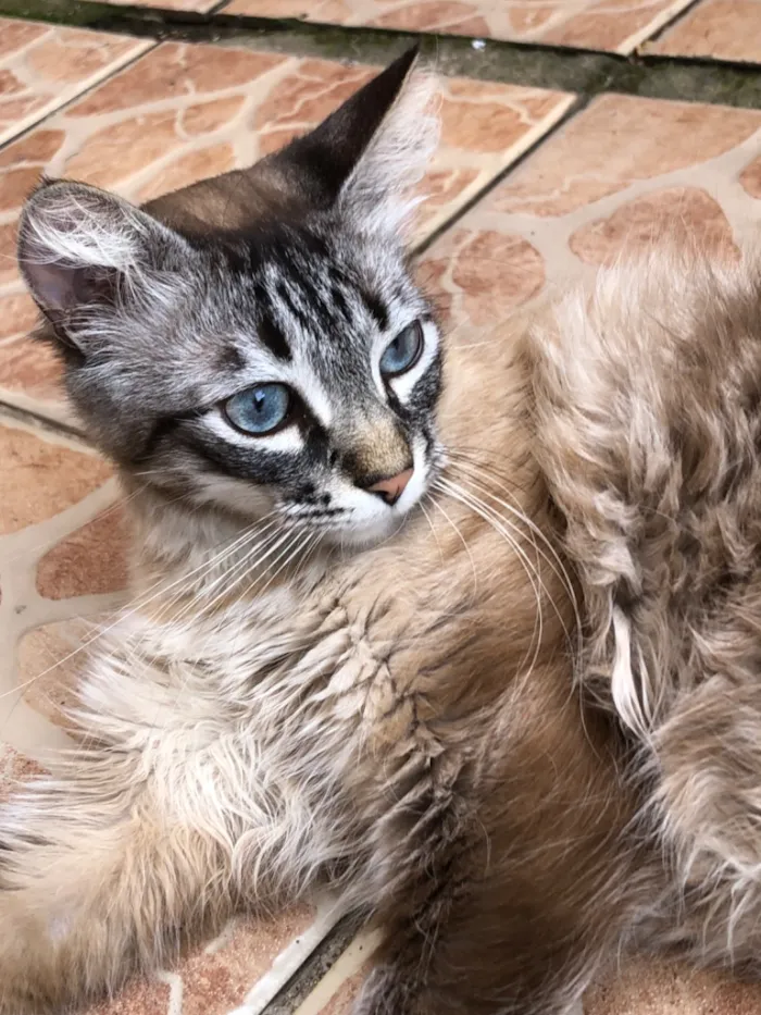 Gato raça SRD-ViraLata idade 2 anos nome 3 gatinhos castrados