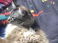 3 gatinhos castrados