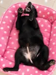 Juju