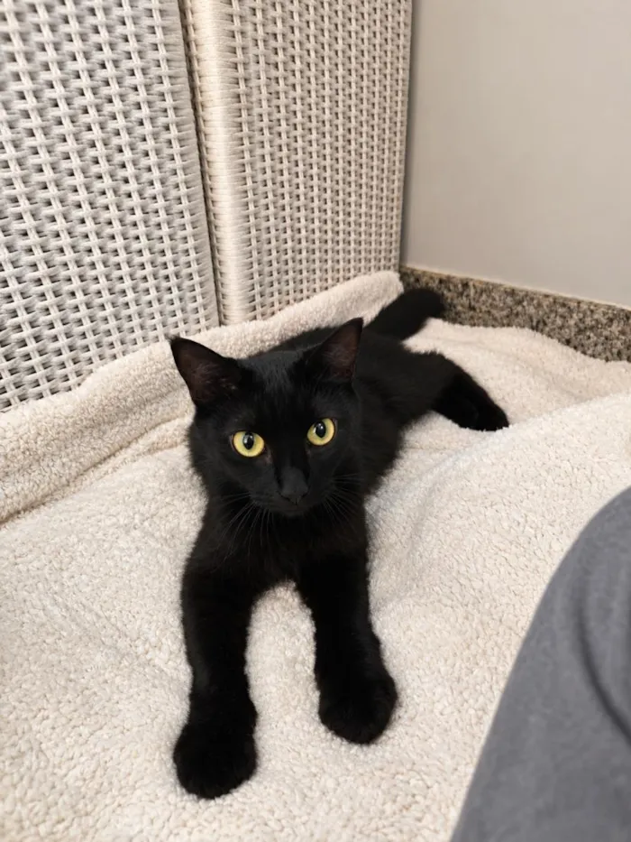 Gato raça SRD-ViraLata idade 2 anos nome Savana