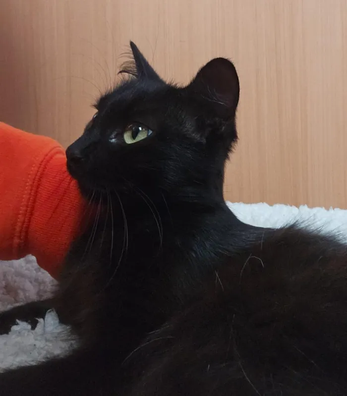 Gato raça SRD-ViraLata idade 2 anos nome Savana