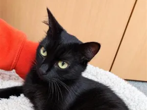 Gato raça SRD-ViraLata idade 2 anos nome Savana