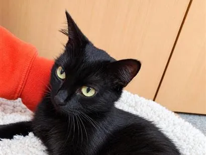 Gato raça SRD-ViraLata idade 2 anos nome Savana