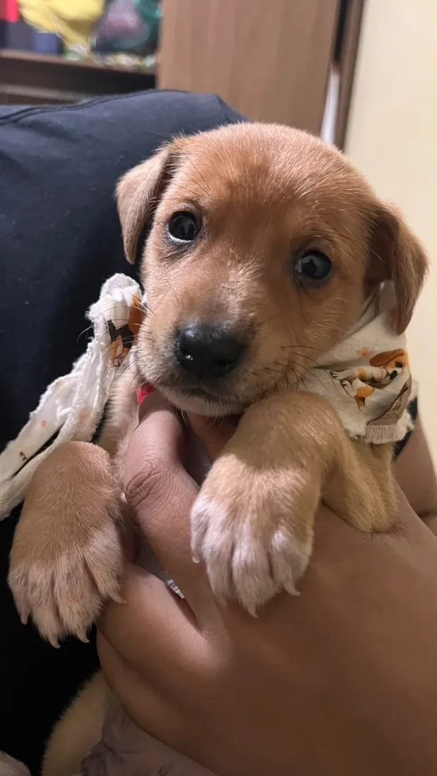 Cachorro raça SRD-ViraLata idade 2 a 6 meses nome Lucky