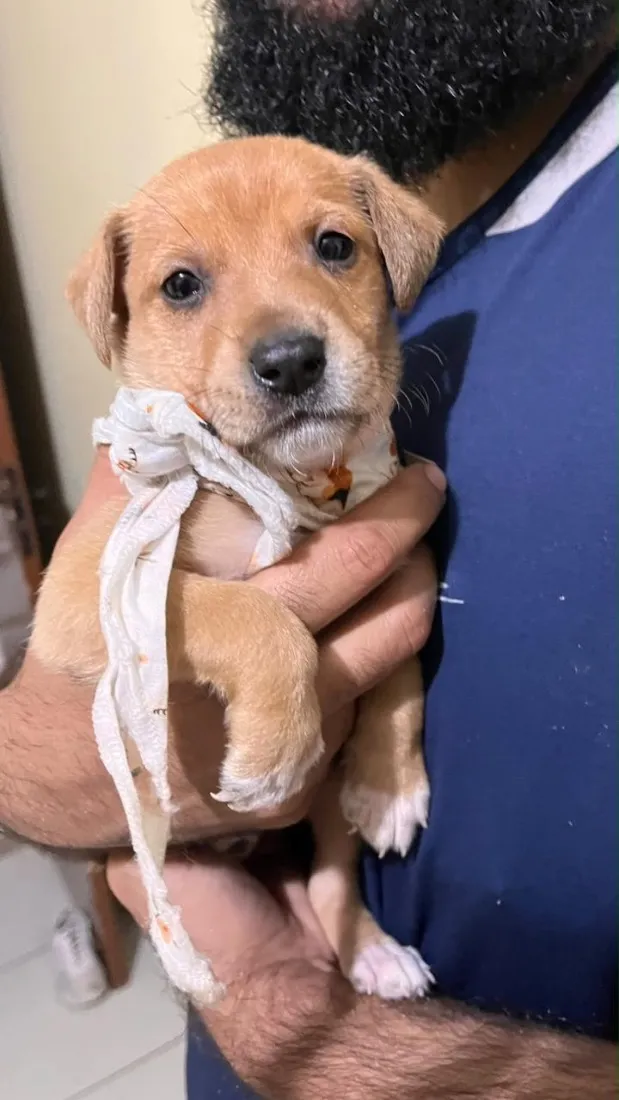 Cachorro raça SRD-ViraLata idade 2 a 6 meses nome Lucky