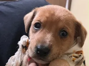Cachorro raça SRD-ViraLata idade 2 a 6 meses nome Lucky