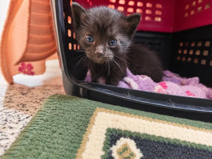 Gato raça SRD-ViraLata idade 2 a 6 meses nome Filhotes Pretinhos