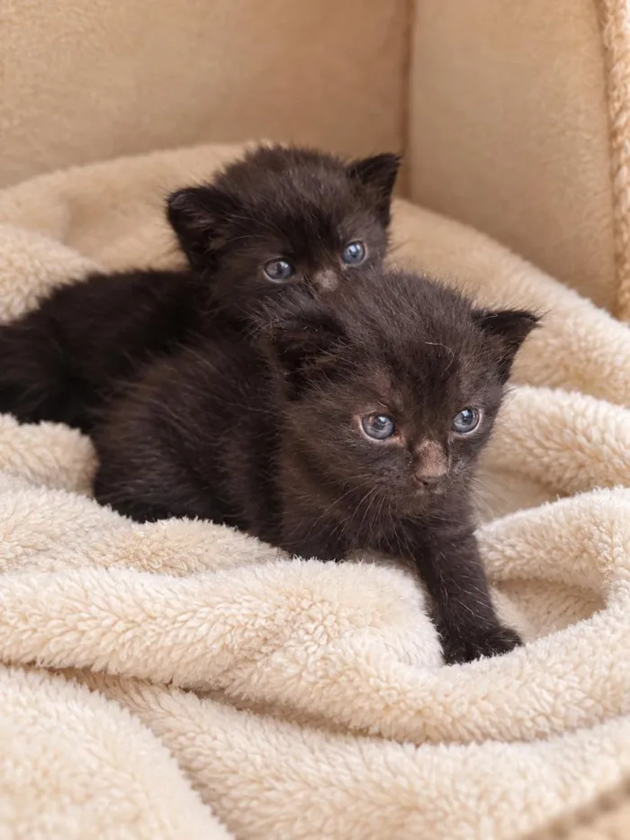 Gato raça SRD-ViraLata idade 2 a 6 meses nome Filhotes Pretinhos
