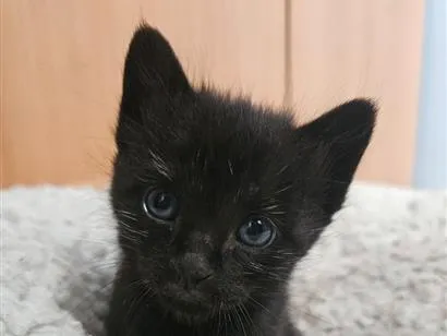 Gato raça SRD-ViraLata idade 2 a 6 meses nome Filhotes Pretinhos femeas