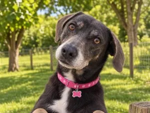 Cachorro raça SRD-ViraLata idade 5 anos nome Tammy