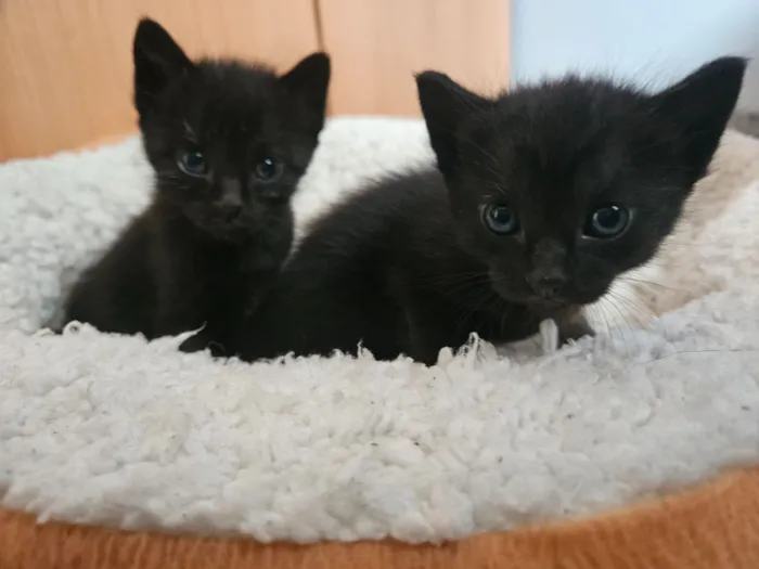 Gato raça SRD-ViraLata idade 2 a 6 meses nome Filhotes Pretinhos