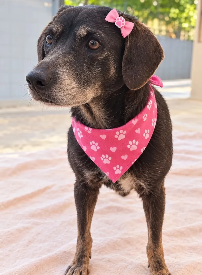 Cachorro raça SRD-ViraLata idade 5 anos nome Tammy