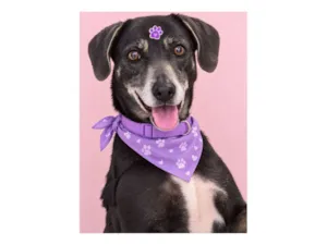 Cachorro raça SRD-ViraLata idade 5 anos nome Tammy