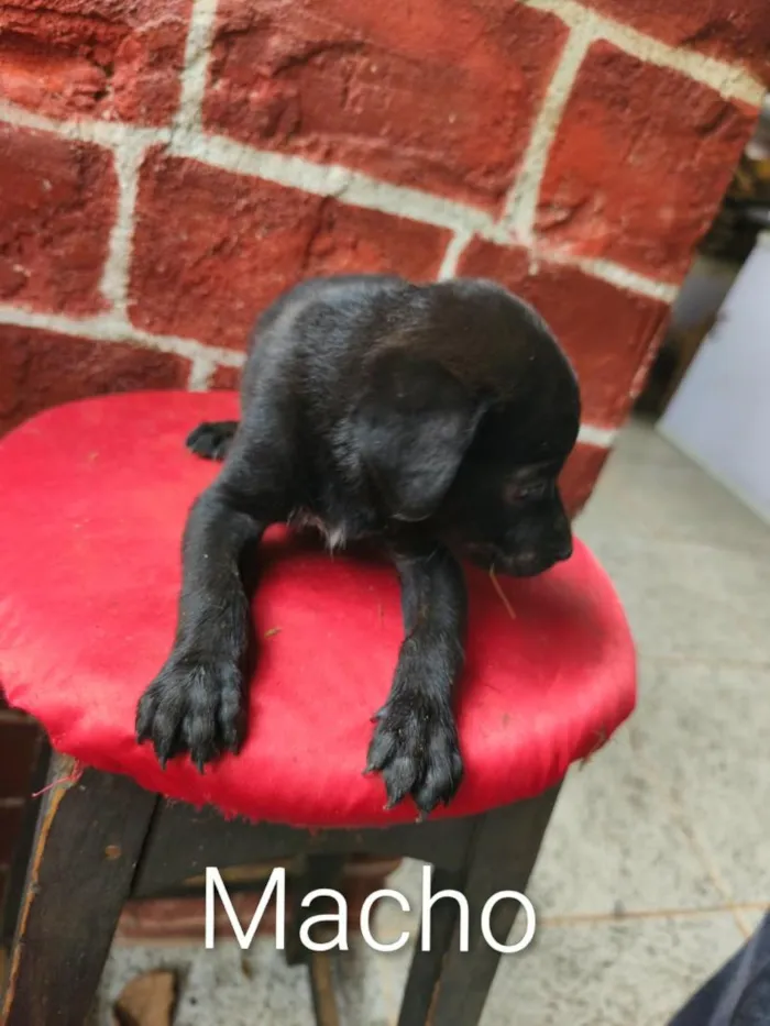 Cachorro raça Labrador idade 2 a 6 meses nome não tem