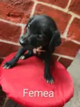 não tem
