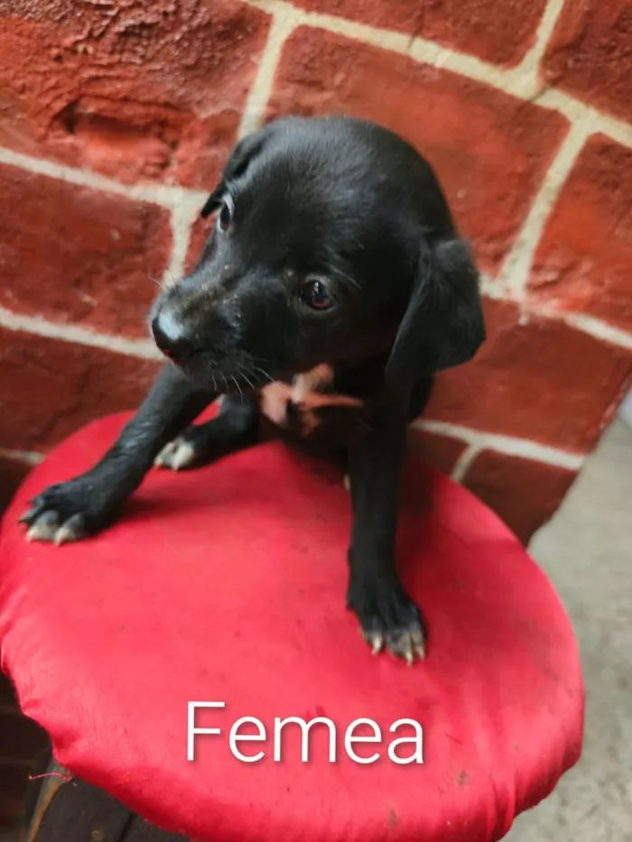 Cachorro raça Labrador idade 2 a 6 meses nome não tem