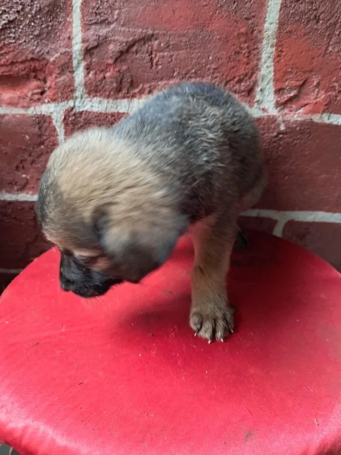 Cachorro raça Labrador idade 2 a 6 meses nome não tem