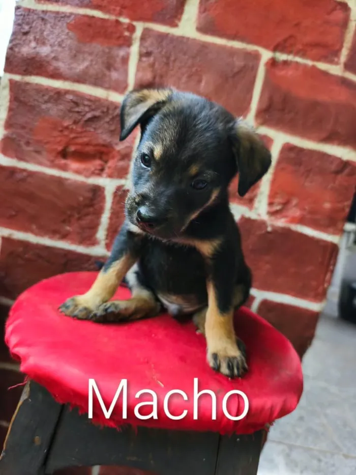 Cachorro raça Labrador idade 2 a 6 meses nome não tem