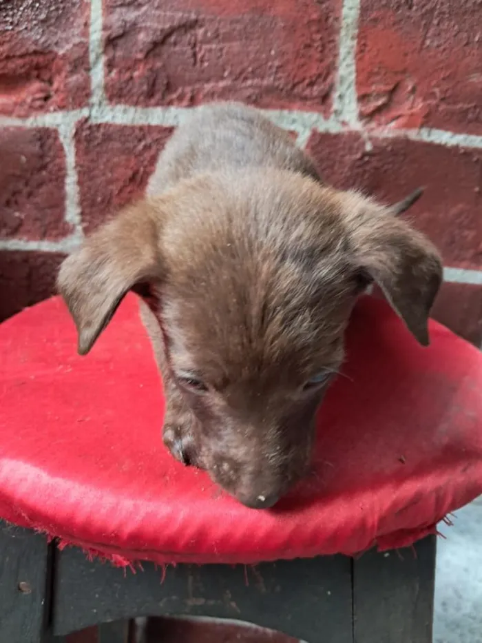 Cachorro raça Labrador idade 2 a 6 meses nome não tem