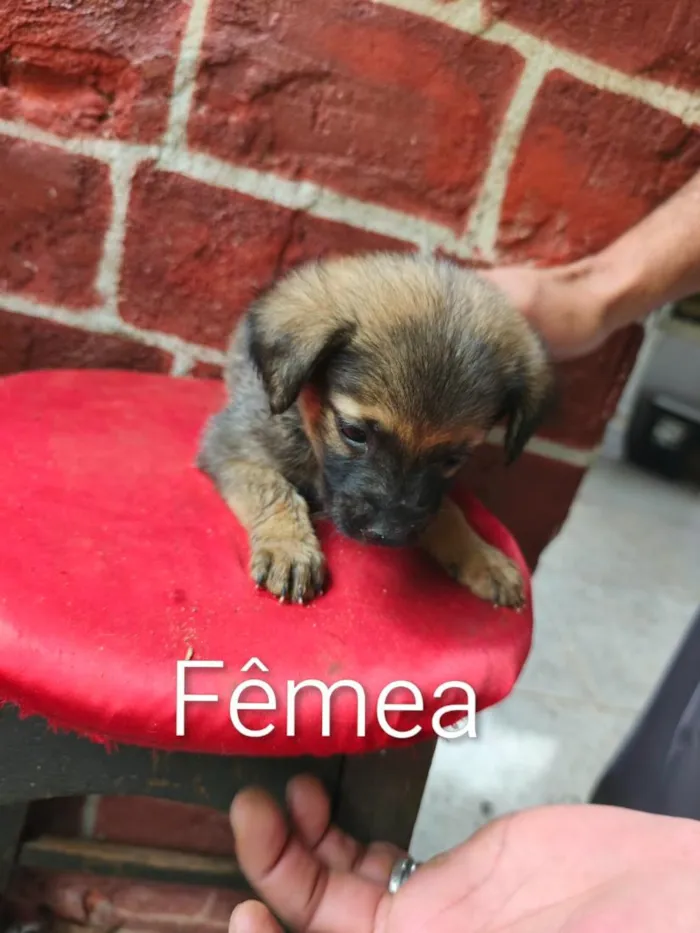 Cachorro raça Labrador idade 2 a 6 meses nome não tem