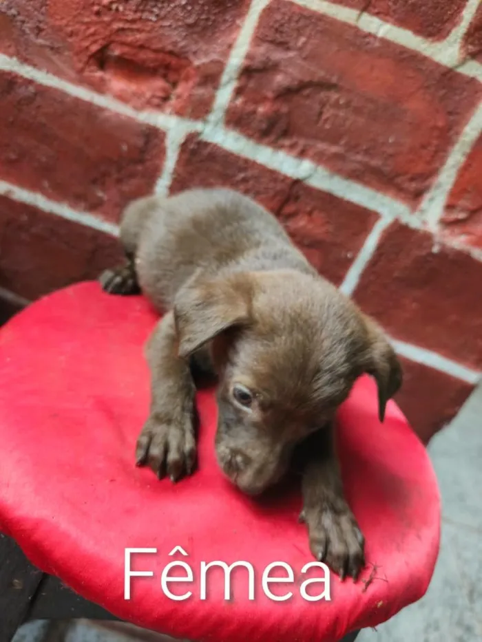 Cachorro raça Labrador idade 2 a 6 meses nome não tem