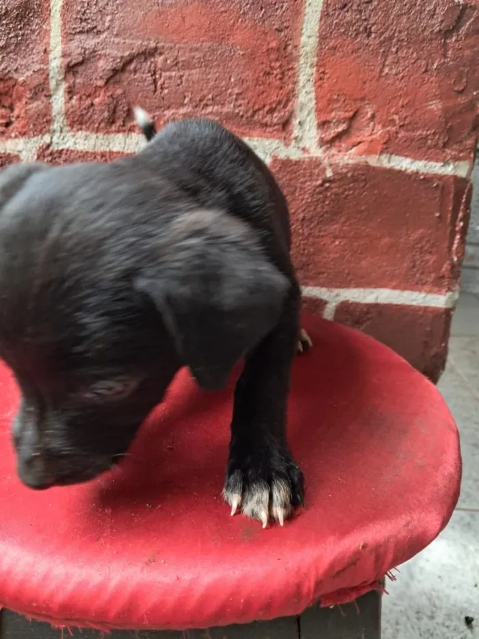 Cachorro raça Labrador idade 2 a 6 meses nome não tem