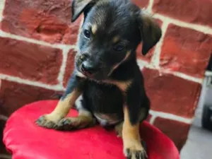 Cachorro raça Labrador idade 2 a 6 meses nome não tem