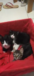 você que escolhe o nome do gato